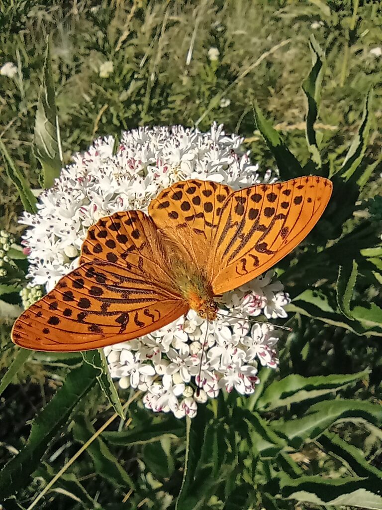 Le Syndicat Rhône Ventoux et la Ligue de Protection des Oiseaux unis pour la biodiversité 🌍